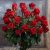 Kytica 30 červených ruží