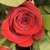 11 červených ruží z lásky