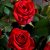 Červené ruže
